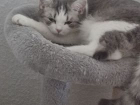 2 Mädels zuverkaufen