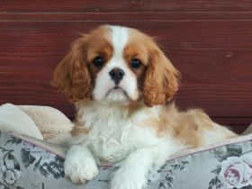 Cavalier-Hündin mit Stammbaum zu verkaufen!