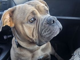 Old englisch Bulldog Rüde mit Ahnentafel