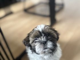 Shih Tzu Welpen