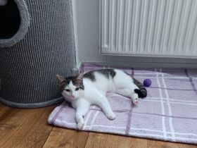 Es wird ein zuhause für immer gesucht !!.