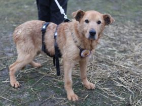 Zurückhaltender, liebenswerter Chayton sucht Körbchen