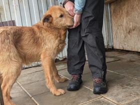 Zurückhaltender, liebenswerter Chayton sucht Körbchen