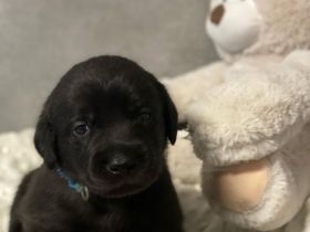 Reinrassige schwarze Labradorwelpen von der Mecklenburger Seenplatte