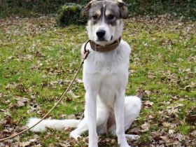 Lidy sucht ein ruhiges Zuhause