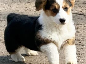 Weiblicher Pembroke Welsh Corgi