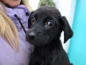 Zuhause gesucht für Thori