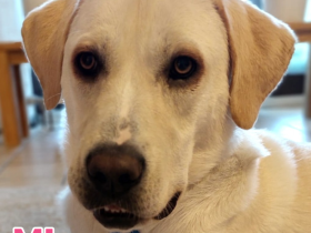 Mia, 02/25 - Traum-Junghündin sucht Familie!