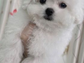 Bichon Frisé in Ihrer Nähe zu verkaufen