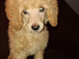 Unsere kleinen königspudel Welpen suchen ein neues liebevolles zu Hause