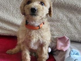 Unsere kleinen königspudel Welpen suchen ein neues liebevolles zu Hause