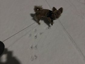 Reinrassiger Langhaar Chihuahua