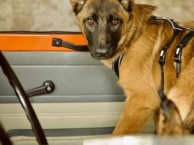 Skalina sucht ihr Glück...