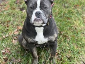 Old English Bulldog Hündin sucht ihre Menschen