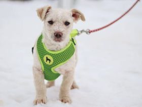 Schneeweißes Hundekind Flöckchen sucht Familienanschluss