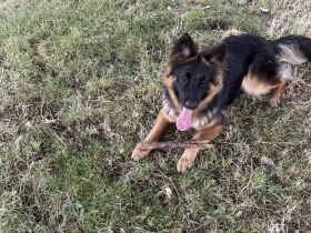 Reinrassige Deutsche Schäferhundwelpen sind abgabebereit