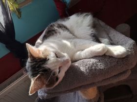 1 Kater 1 Katze abzugeben