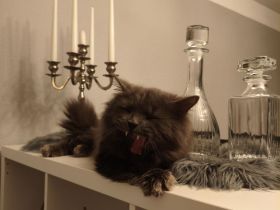 Einzigartiger blauer Nebelung Kater