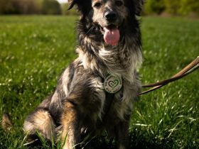 Ein großes Herz namens Sam