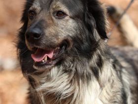 Ein großes Herz namens Sam