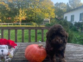 Zwergpudel x Teckel Dackel Mix Welpen. Wie kleine Labradoodle