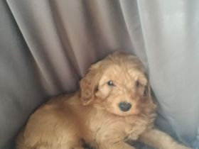 Zwergpudel x Teckel Dackel Mix Welpen. Wie kleine Labradoodle