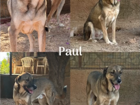 🐾  Paul wartet seit 2021 auf sein Wunder ❤️