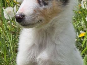 Blue Merle Sheltie-Männchen FCI