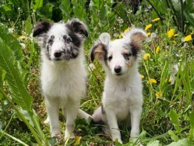 Sheltie Merle Jungen FCI