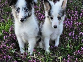 Sheltie Merle Jungen FCI