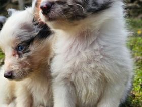 Sheltie Merle Jungen FCI