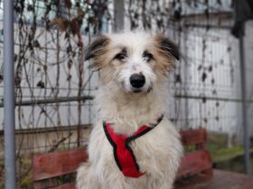 Marvi sucht ihr Für-Immer-Zuhause