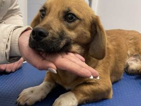 Sanfter Blick, weiches Herz - Sahin sucht einfühlsame Menschen