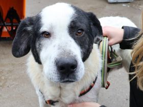 Mateo - ein stattlicher Rüde für aktive Menschen