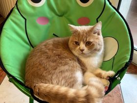 Britisch Kurzhaar Kater „Ricky“ sucht liebevolles Zuhause