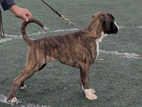 Eine richtige Schönheit Rüde,aus kontrollierter FCI Zucht