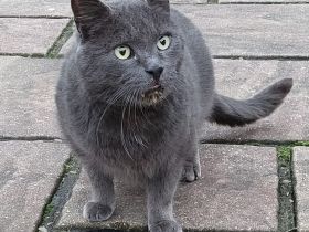 Der wunderschöne BLUE sucht ein ruhiges Zuhause