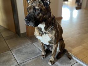 Snickers sucht ein neues Zuhause!