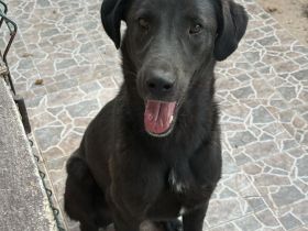 🐾 Kaya – Junghund mit Herz