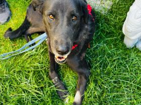 🐾 Kaya – Junghund mit Herz