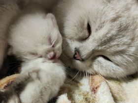 süßer Baby Kater 🐱 12 Wochen – grau/weiß, verspielt & verschmust sucht liebevolles Zuhause!