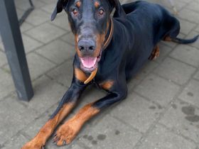 Enzo in 85128 Nassenfels sucht sein Für-immer-Zuhause