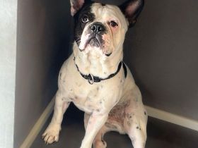 Cesur in 83022 Rosenheim sucht sein Für-immer-Zuhause