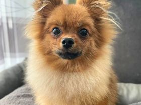 Alfred in 86980 Ingenried sucht sein Für-immer-Zuhause