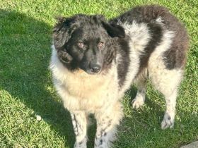 Maja auf Pflegestelle in 51381 Leverkusen sucht ihr Für-immer-Zuhause