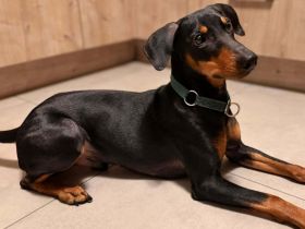 Silas in 55595 Roxheim sucht sein sein Für-immer-Zuhause