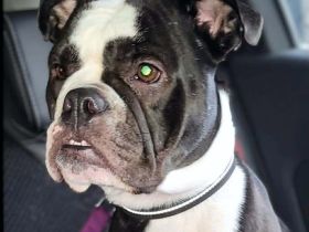 Smilla in 16798 Fürstenberg sucht ihr Für-immer-Zuhause