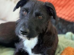 Benito in 70193 Stuttgart sucht sein Für-immer-Zuhause