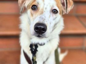 Sky in 55459 Grolsheim sucht ihr Für-immer-Zuhause