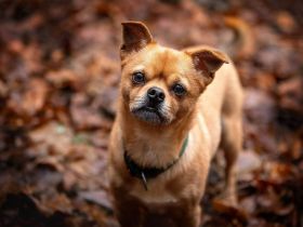 Lino in 56729 Bermel sucht sein Für-immer-Zuhause